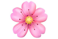 Hibiscus Extract