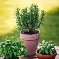 Rosemary Oil
