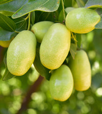 Jojoba Oil